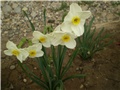 narcisi